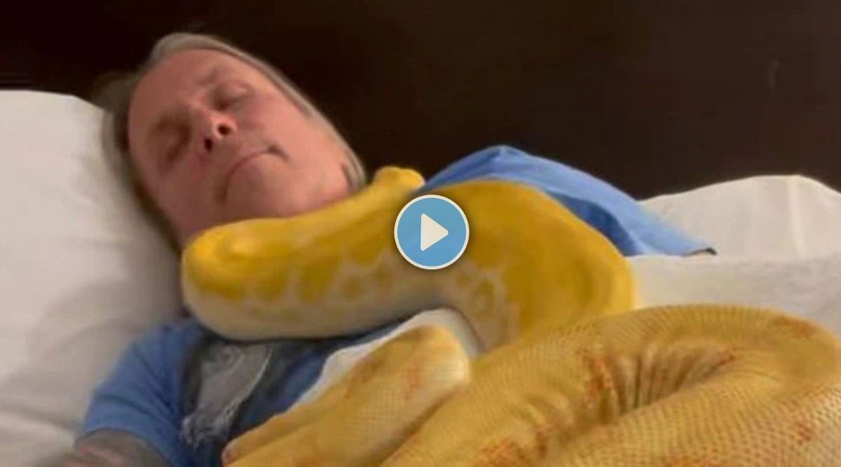 Snake video