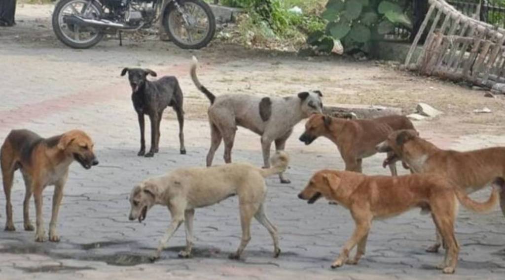 Stray dogs attack