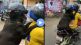 helmet worn by dogs