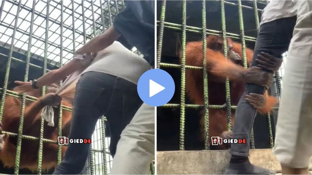 angry chimpanzee attacked on a man