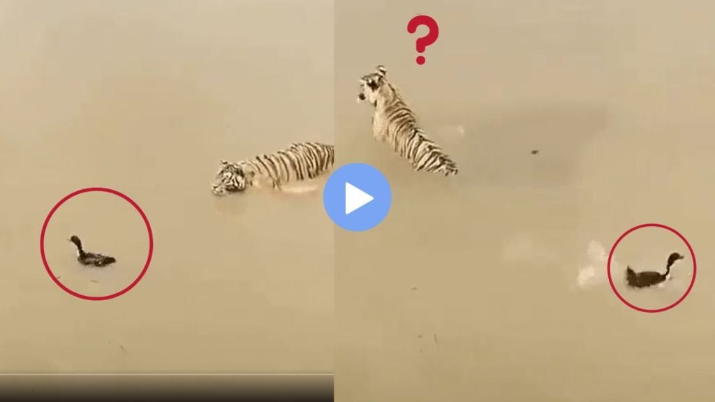 The little duck fooled the tiger