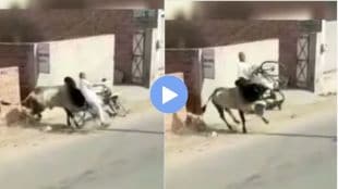 An old man riding a bicycle on the road was picked up on a bull horn