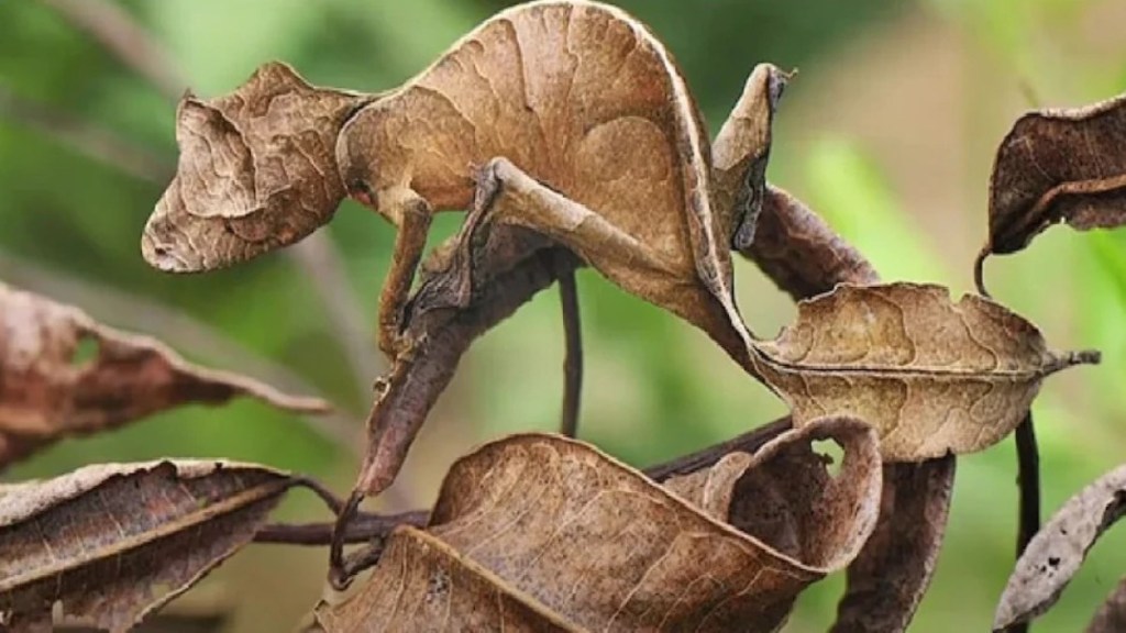 Can you find the animal hidden in the dry leaf?
