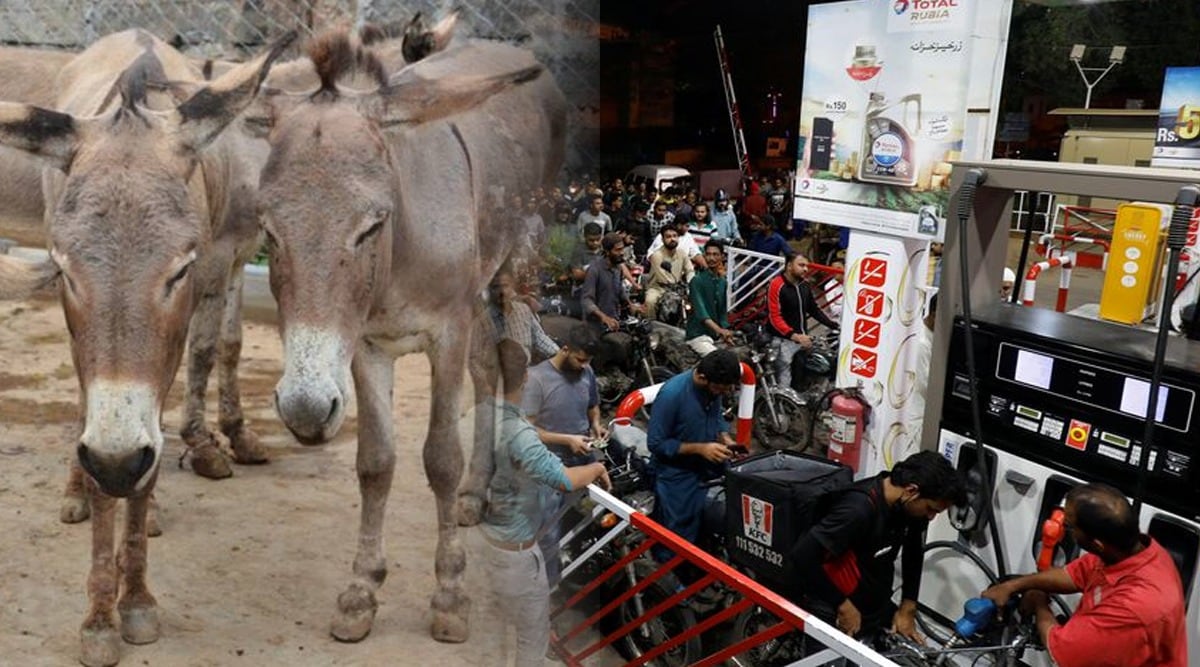 pakistan/pakistani-employee-asks-to-come-office-on-donkey
