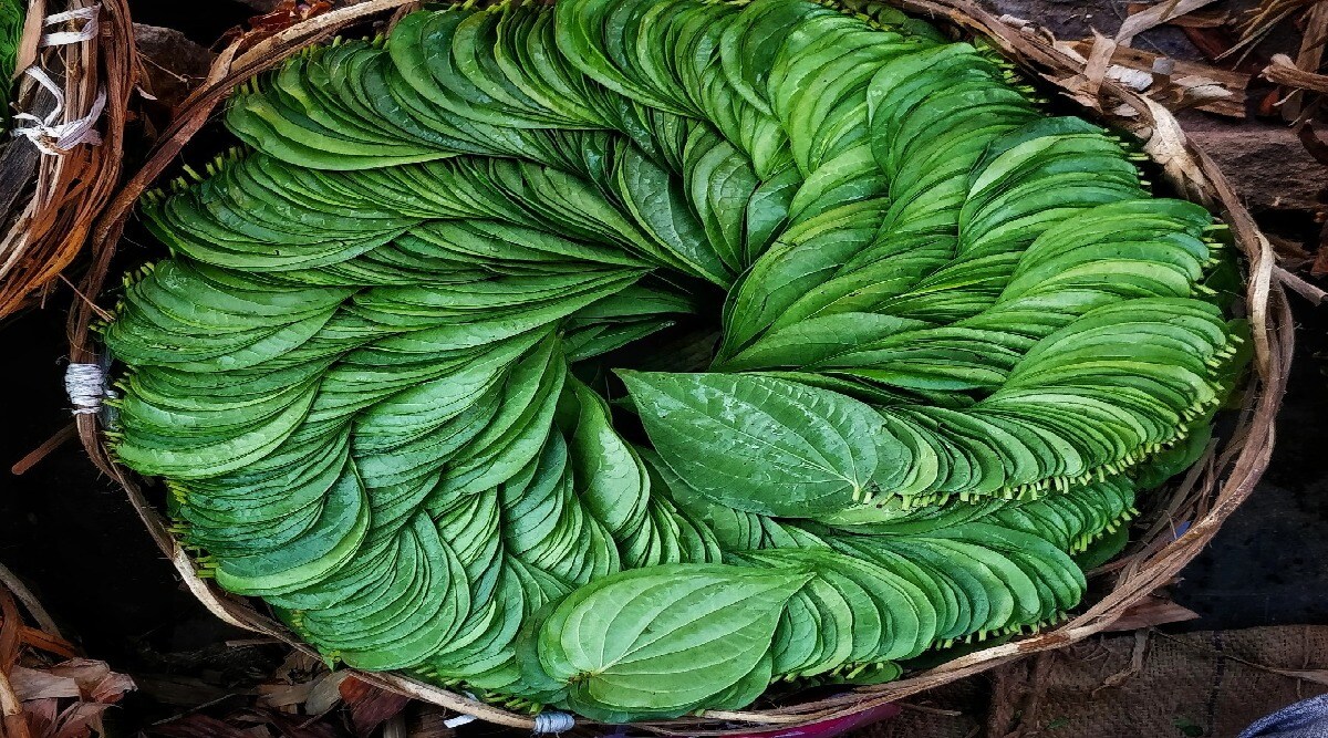 Have a habit of chewing betel leaf? Learn the amazing benefits of this page