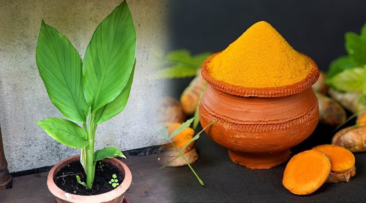 Is it good or bad to plant turmeric in the house