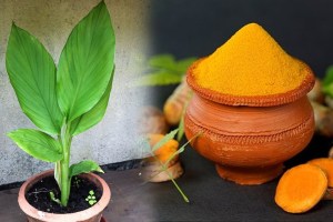 Is it good or bad to plant turmeric in the house