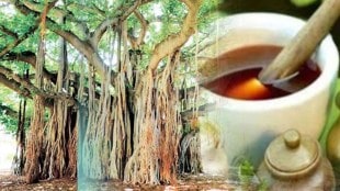 The bark of the banyan tree is very beneficial for health; Learn how to make