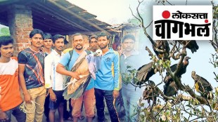 success in vulture breeding in Raigad district
