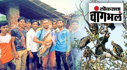 success in vulture breeding in Raigad district