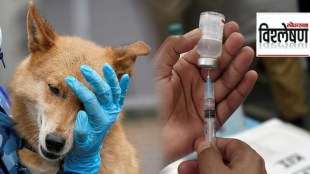 animal vaccination