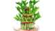 bamboo plant in the house for happiness and prosperity
