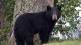 bear attack
