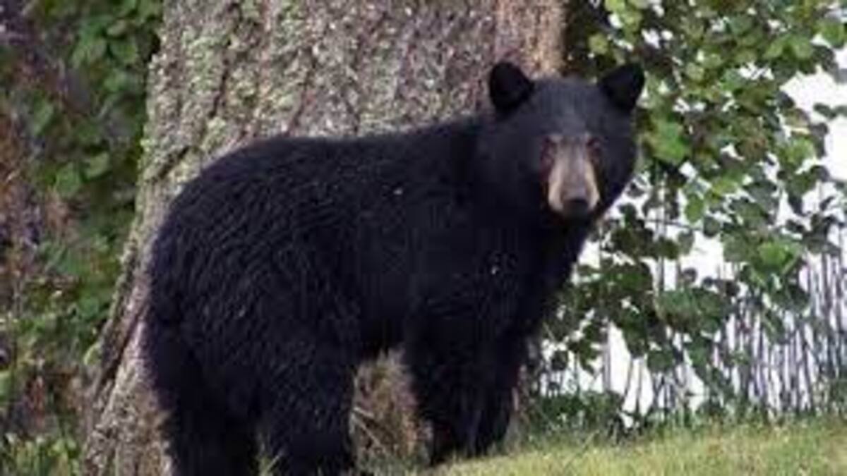 bear attack