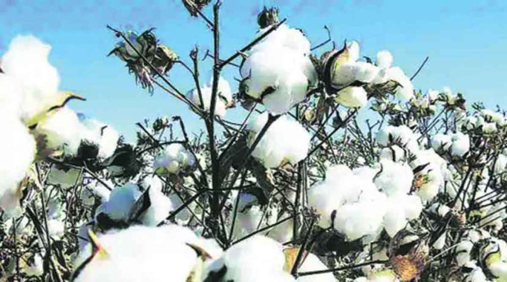 Cotton cultivation