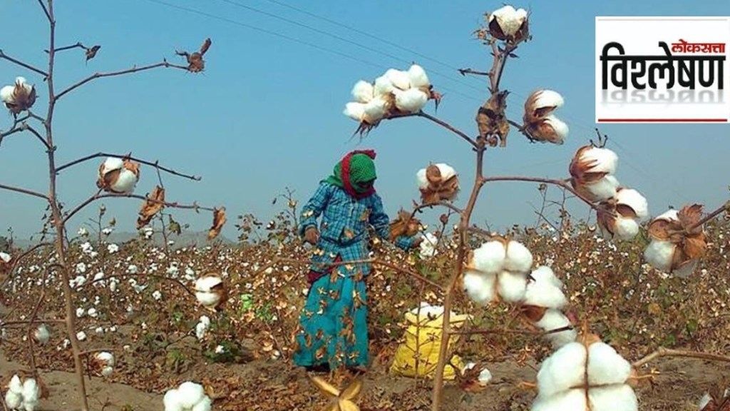 cotton farming