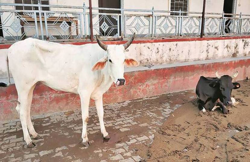 सनातन धर्मात गाय दान करणे हे श्रेष्ठ मानले जाते. गोदान हे अनेक जन्म आणि अनेक पिढ्यांसाठी हितकारक असल्याचे सांगितले जाते. असे म्हटले जाते की जर एखाद्या व्यक्तीला सुख, संपत्ती आणि संपत्ती हवी असेल तर त्याने गाय दान करावी.  (फोटो सोर्स- इंडियन एक्सप्रेस)