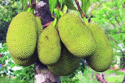 jackfruit