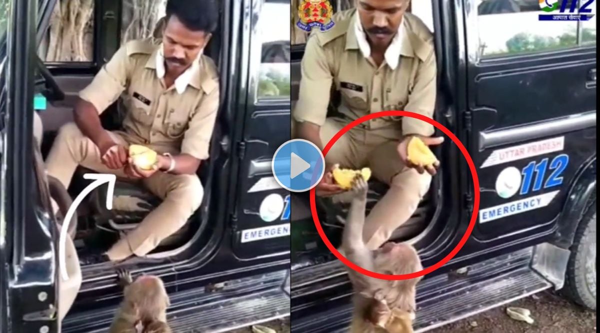 feeding fruit to monkeys