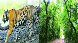 forest and tiger