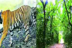 forest and tiger