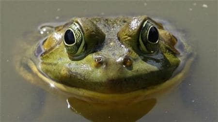 Appetite for Frogs Legs in Europe Driving Species to Extinction Deadly Dish Report