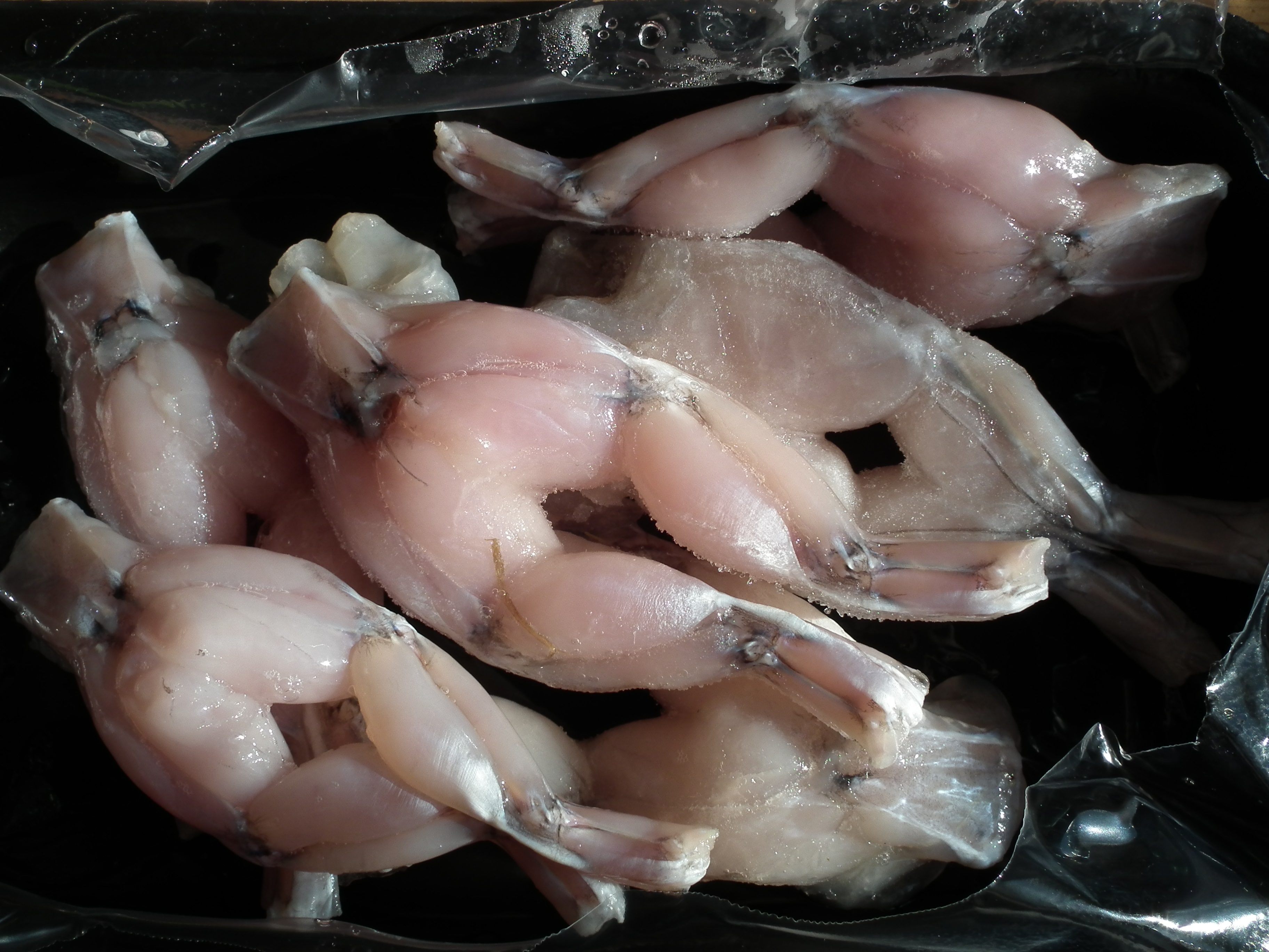 Appetite for Frogs Legs in Europe Driving Species to Extinction Deadly Dish Report