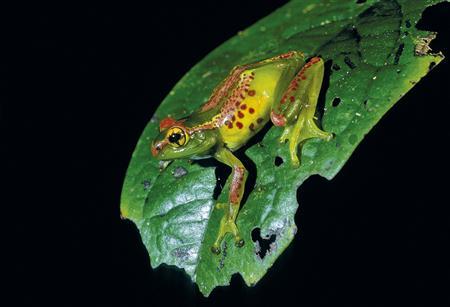 Appetite for Frogs Legs in Europe Driving Species to Extinction Deadly Dish Report