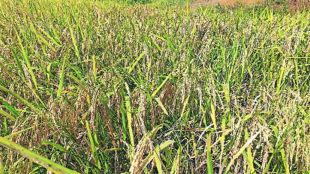 kolam rice