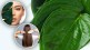 The oil of betel leaf is nectar for face and hair; Learn the easy way to make
