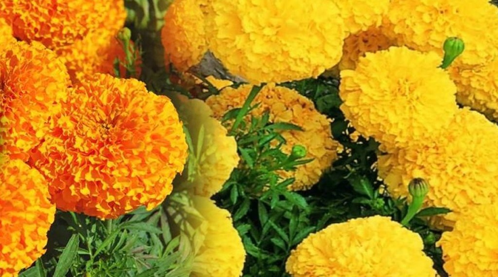 Use calendula flowers to get rid of blackheads, the skin will look radiant