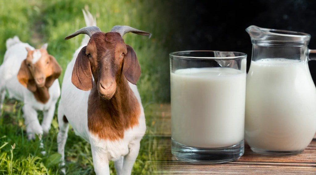 Do you give goat's milk to your children too? Know the information first