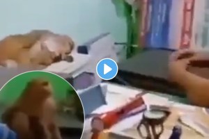 Monkey arrives directly at the clinic for treatment, VIDEO VIRAL