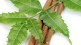 Neem leaves provide relief from these 10 problems, learn how to use them