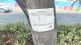 nm tree