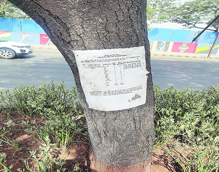 nm tree