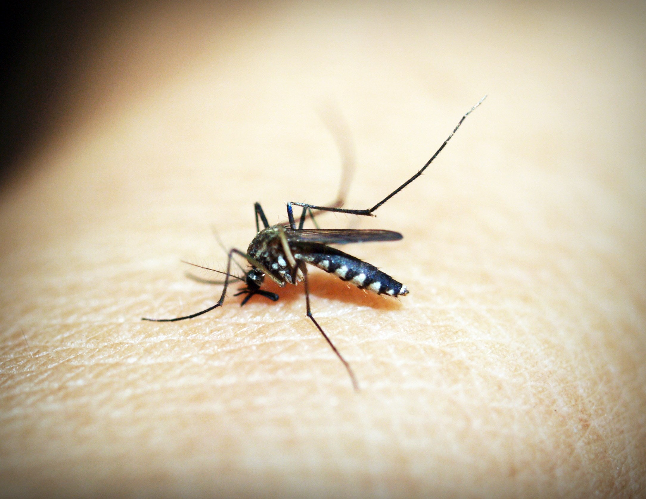 Easy Home Remedies to Get rid of Mosquitoes bites