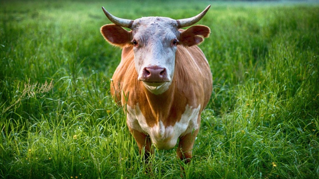 Police arrest cow in child murder case