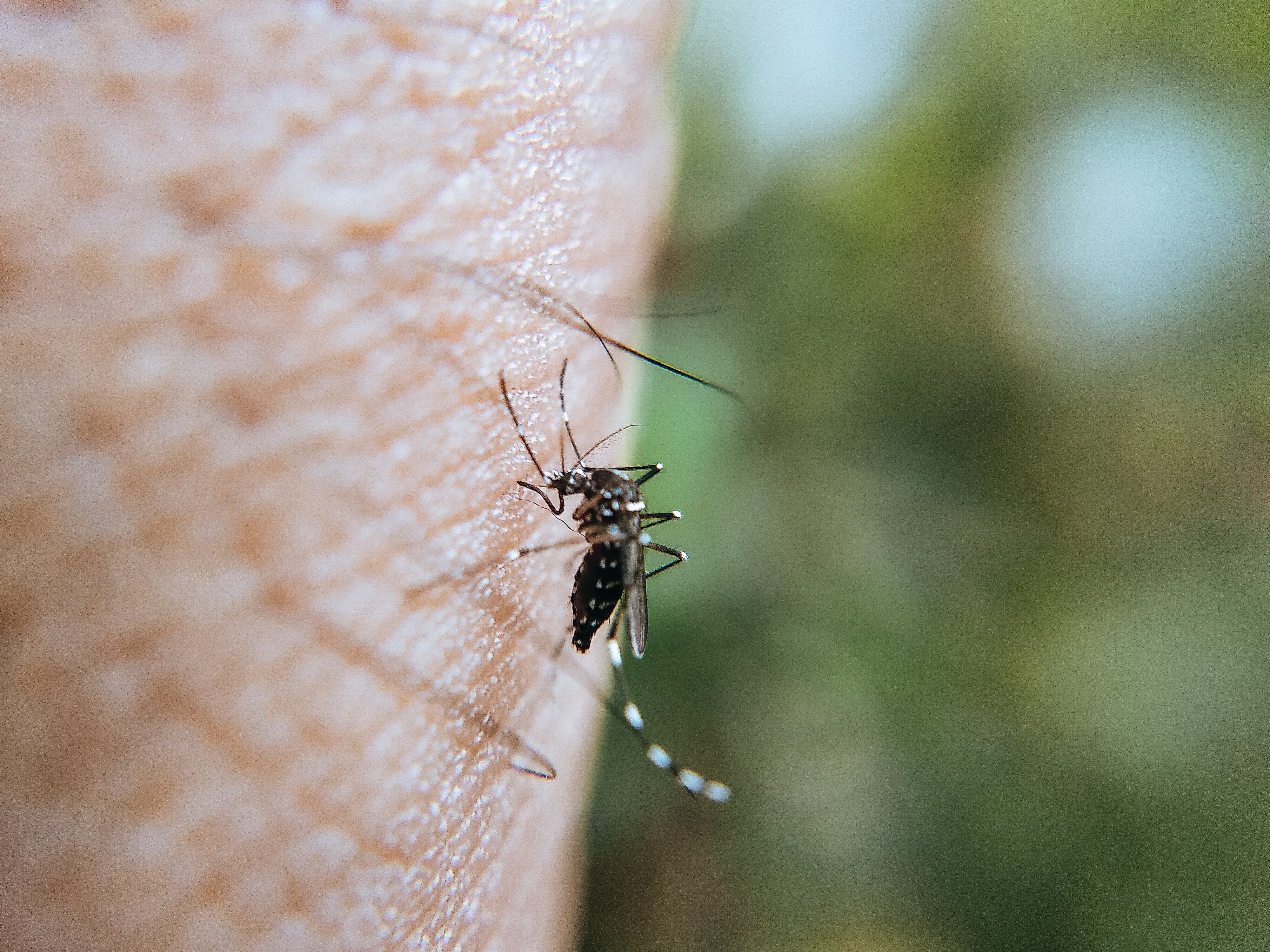 Easy Home Remedies to Get rid of Mosquitoes bites