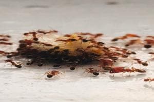 Growing ants in the house ?; Definitely try this 'home remedy'