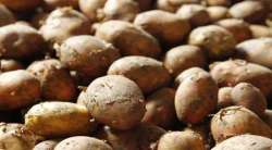अन्वयार्थ  : बटाटय़ासाठी आटापिटा