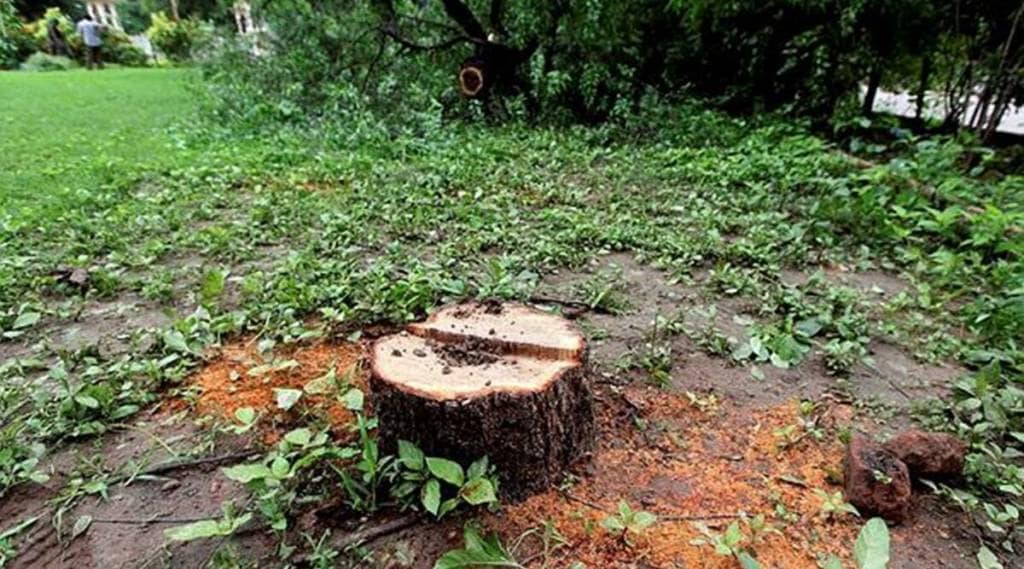 sandalwood tree stolen
