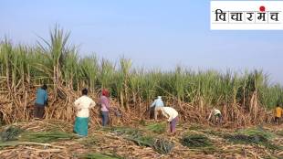 sugercane farming