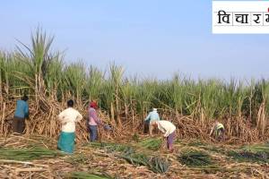 sugercane farming