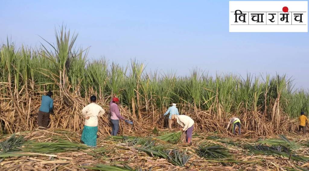 sugercane farming