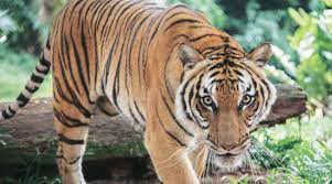 tiger