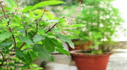 Plant 'hi' seedlings with basil at home; Lakshmi's grace will remain