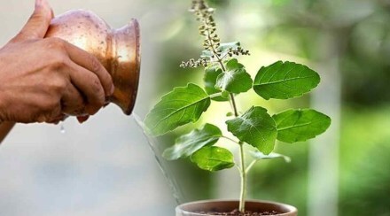 tulsi vastu shastra