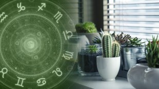 vastu tips for plants