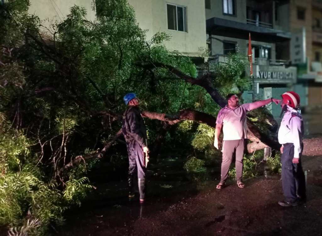 big tree falls in Kasarwadi Pimpri early morning